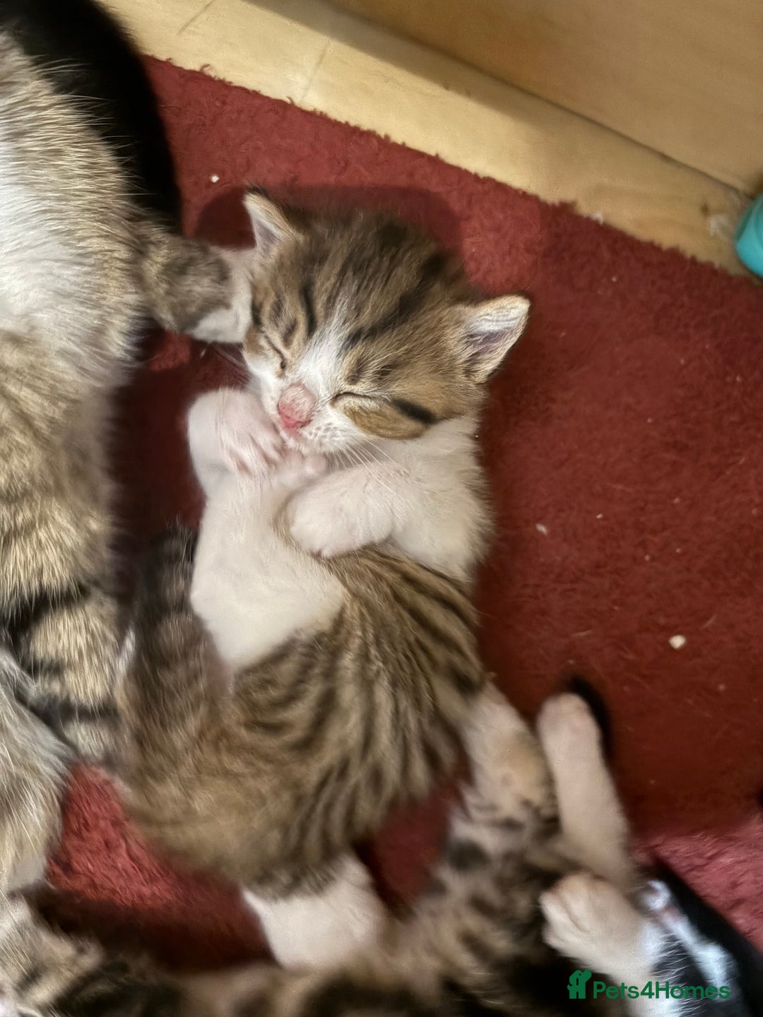 British Shorthair cats for sale: 11 SHORTHAIRED AND LONGHAIRED KITTENS - Image 3