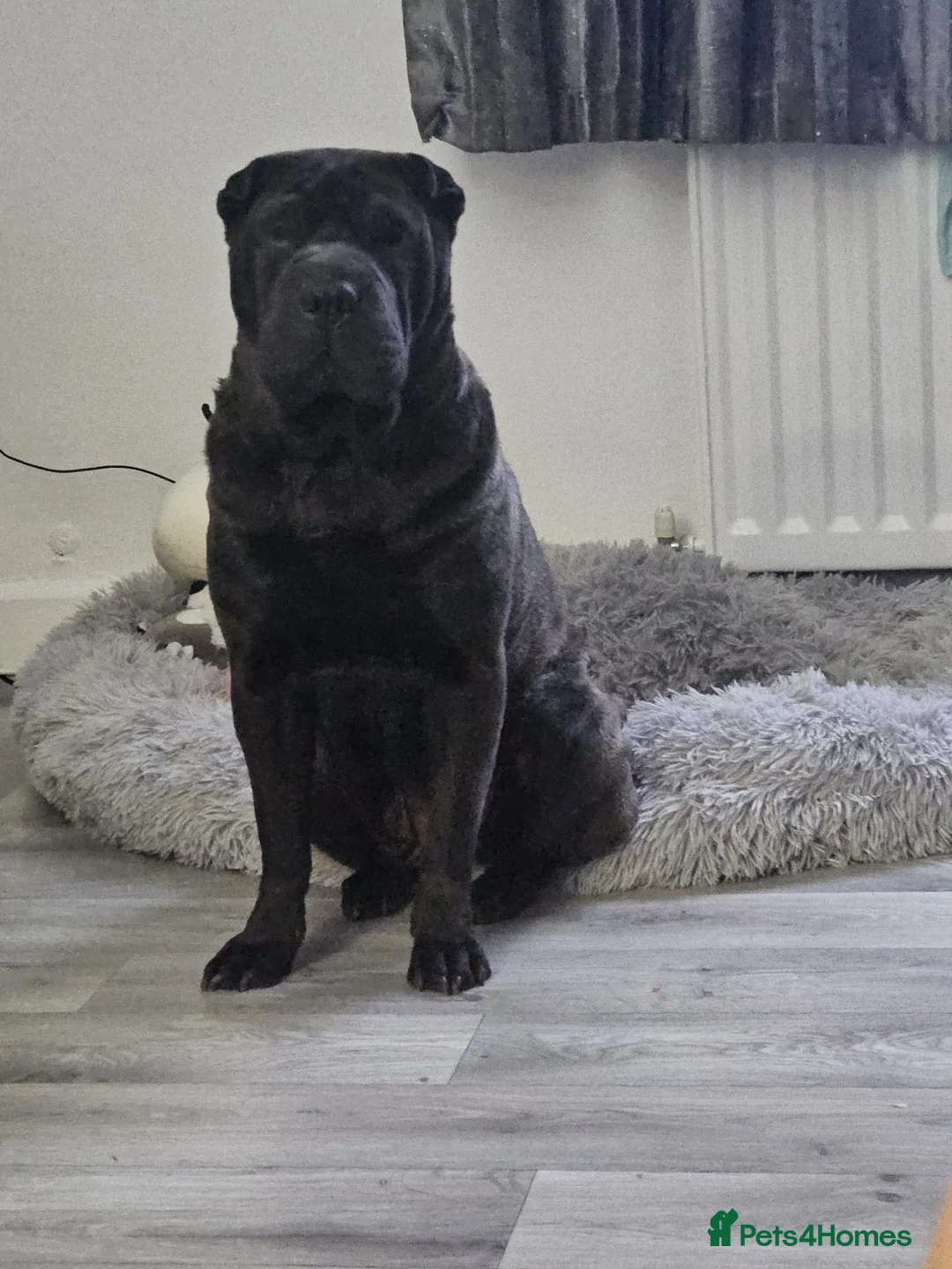 Shar Pei dogs for sale: Four shar pei puppies in Hartlepool - Advert 11