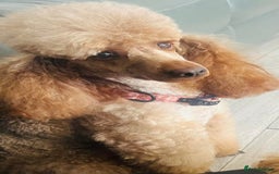 Cavapoo dogs for sale: Beautiful ruby Cavapoo's DNA tested parents in  - Image 5