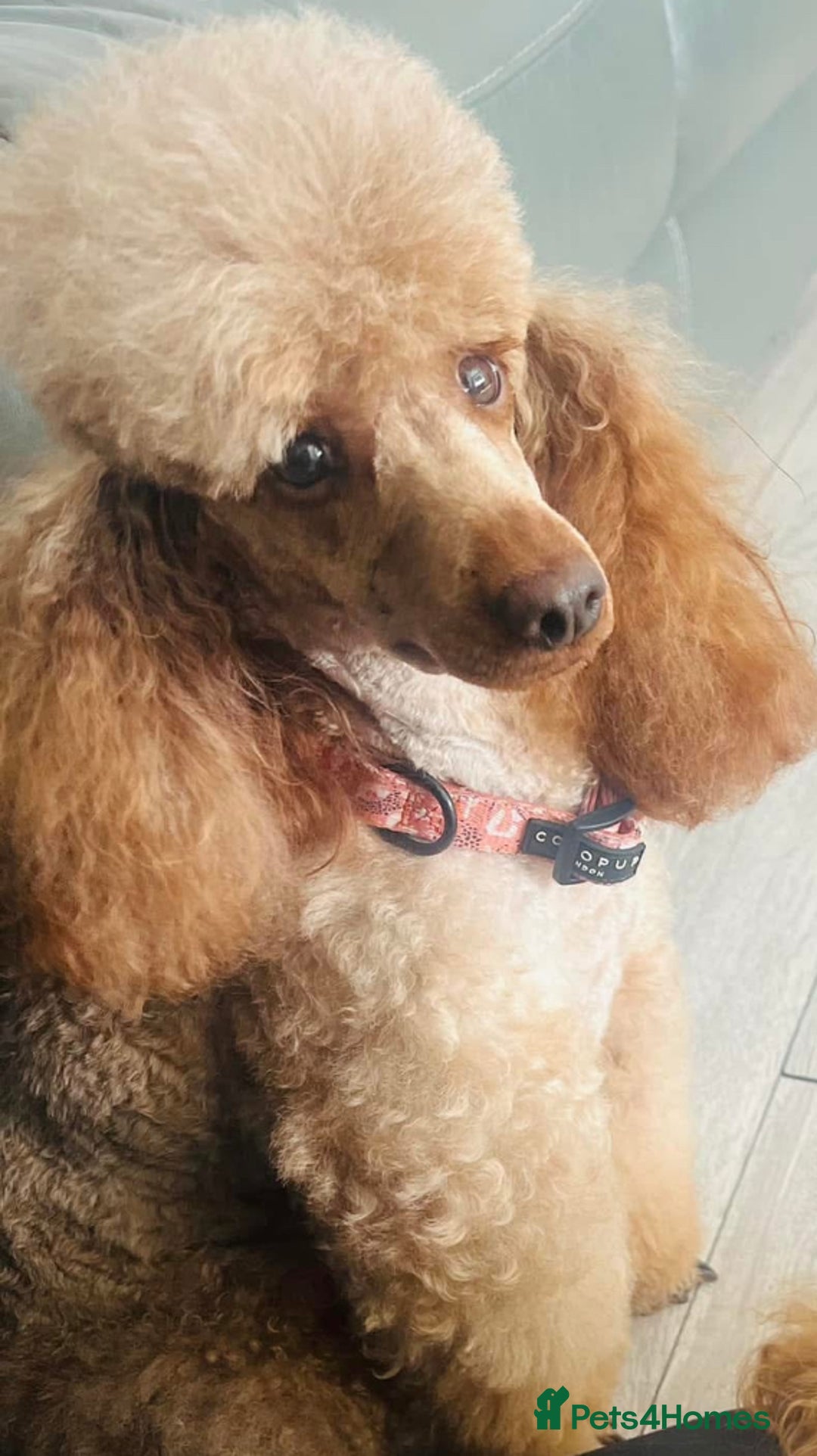 Cavapoo dogs for sale: Beautiful ruby Cavapoo's DNA tested parents in  - Image 5
