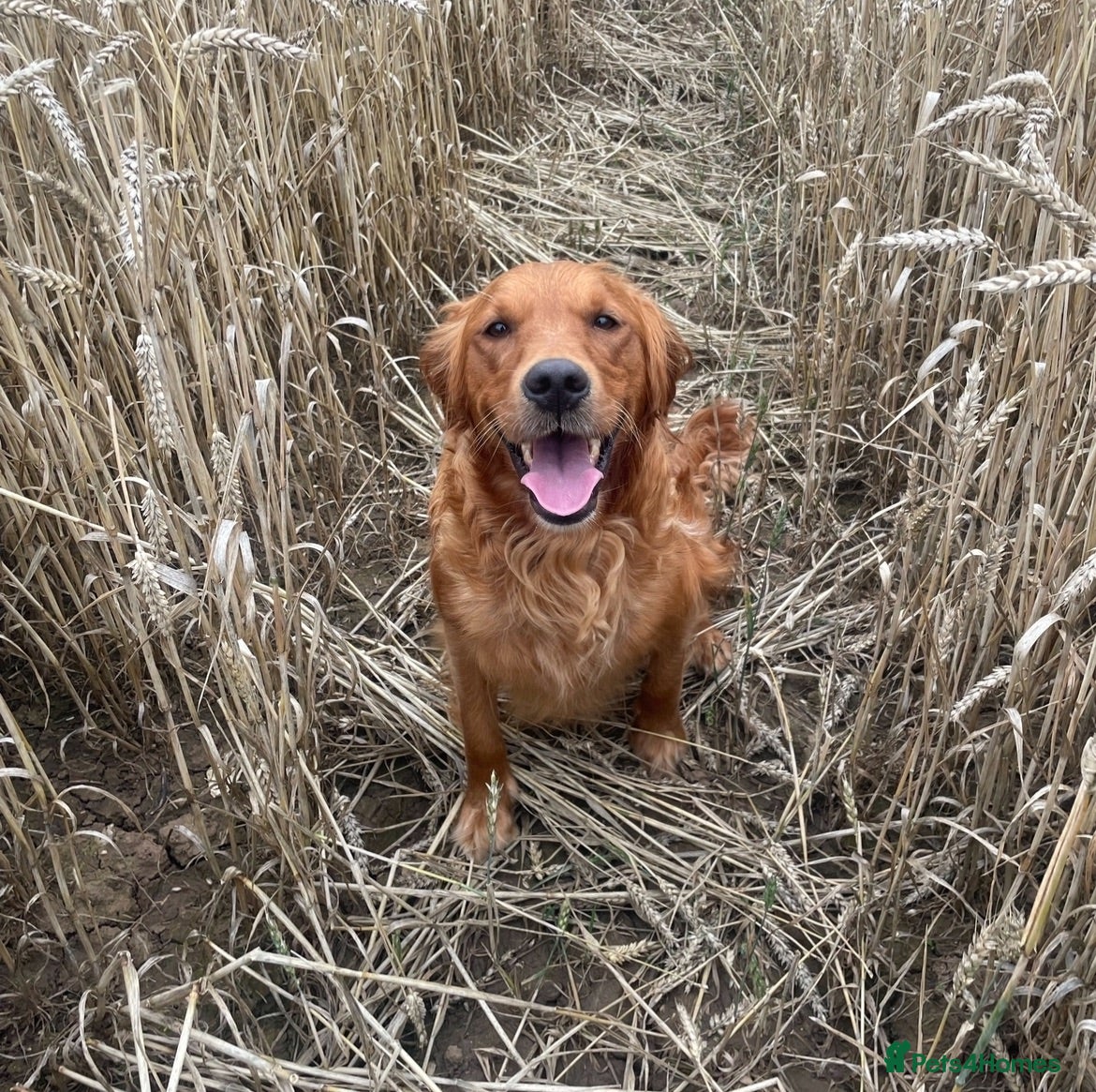 Mixed Breed dogs  ☘️ Golden Irish puppies available  ☘️ - Advert 1