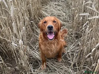 Mixed Breed dogs ☘️ Golden Irish puppies available ☘️ - Advert 1