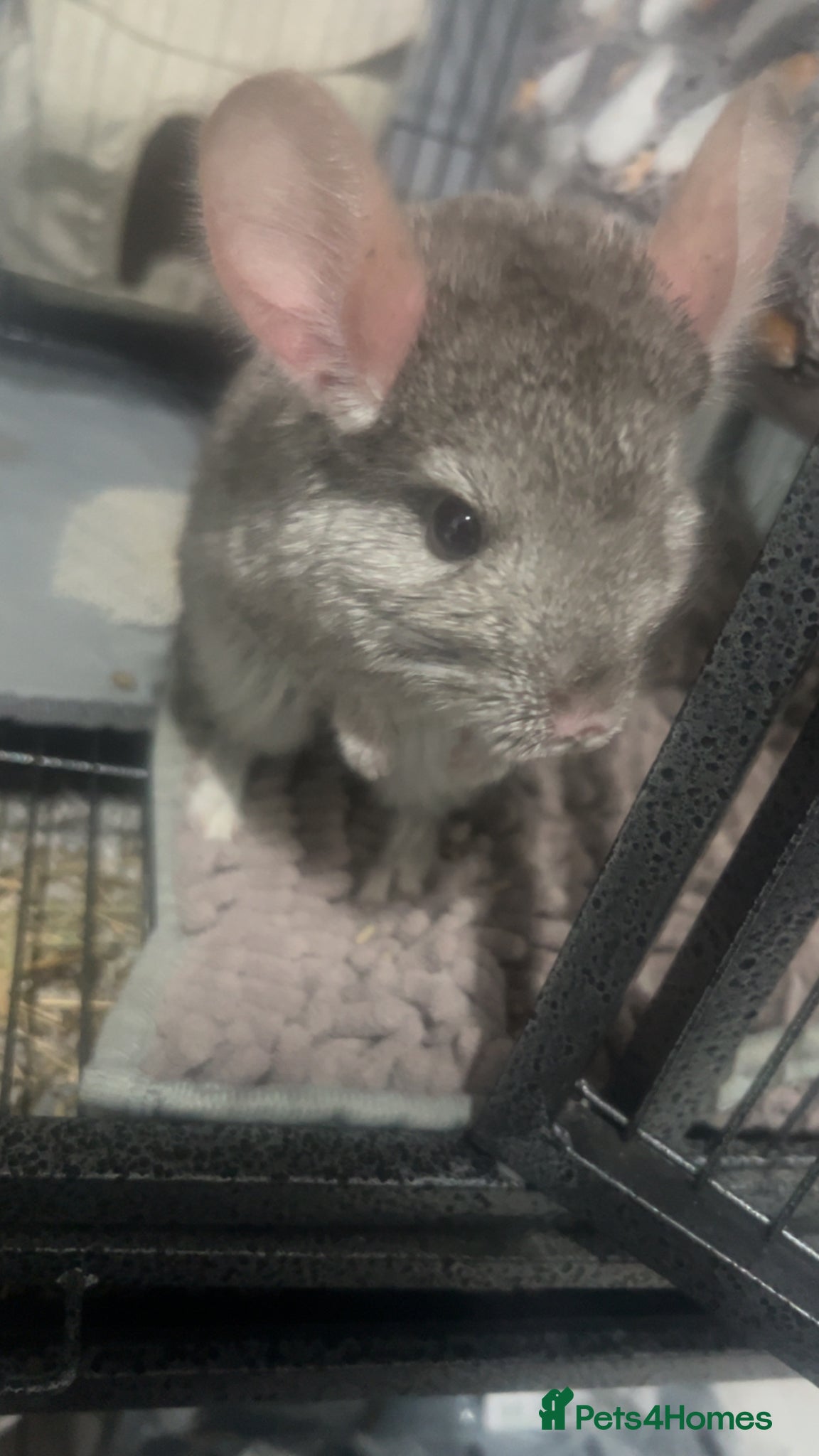 Chinchilla rodents Chinchilla for sale  - Advert 1