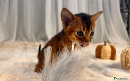 Abyssinian cats for sale: TICA champion line Abyssinian kittens  - Image 25