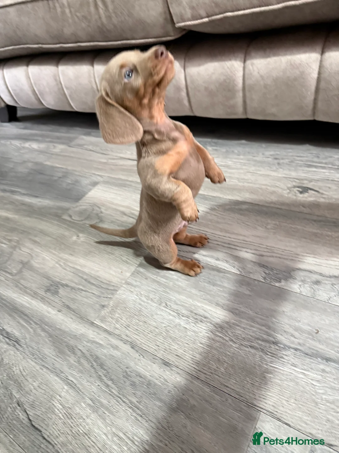 Dachshund dogs for sale: 5* MINI DACHSHUND PUPPY fully vaccinated.  - Advert 6