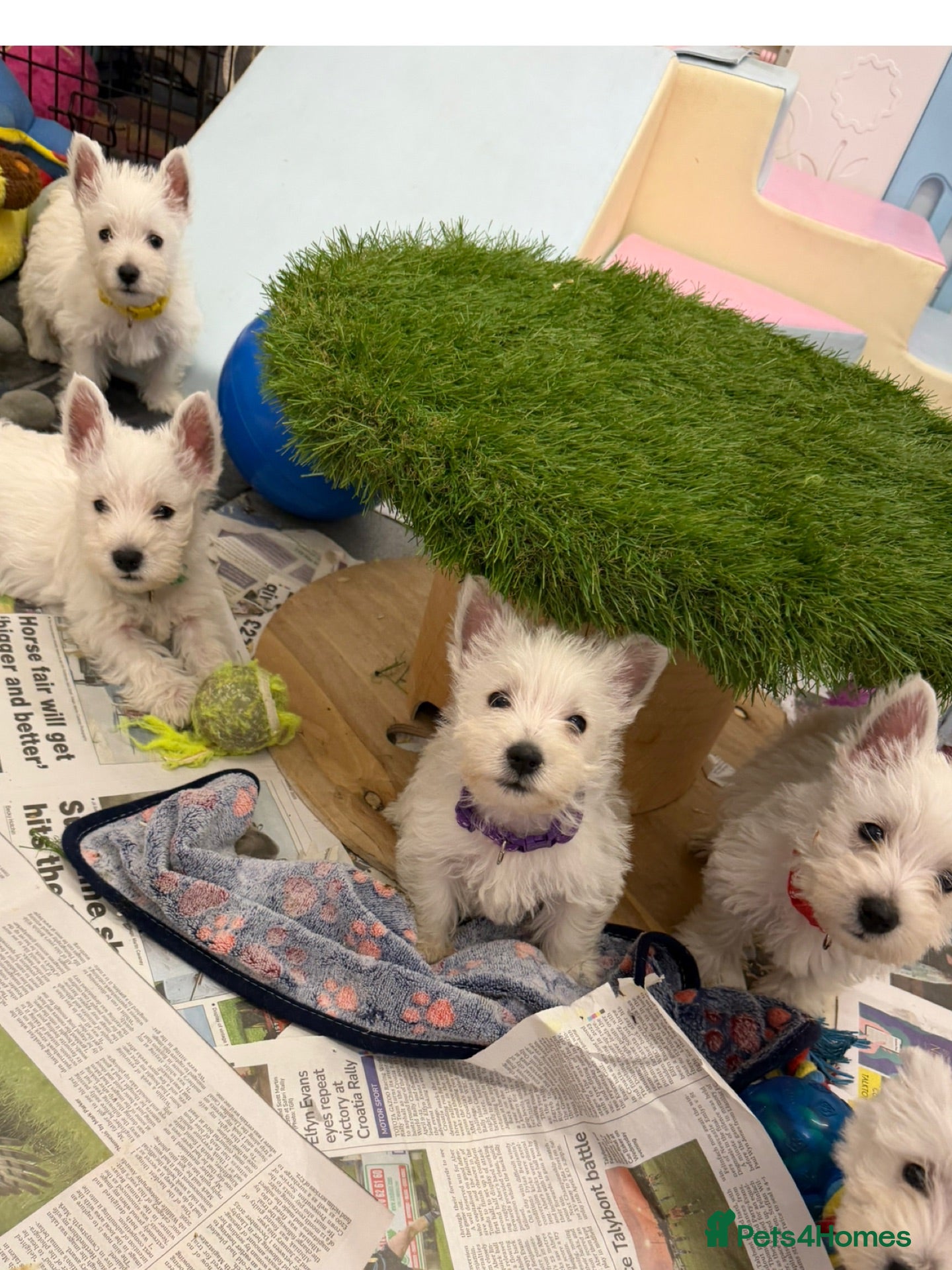 West Highland Terrier dogs West Highland Terrier Pups - Advert 2
