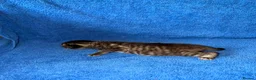 Mixed Breed cats for sale: 4 Mixed Breed Kittens looking for loving home  - Advert 3
