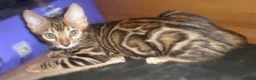 Bengal cats for sale: 5 Beautiful Bengal Kittens - Advert 26