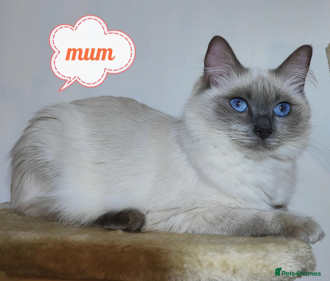 Ragdoll cats for sale: Pure breed ragdoll kittens - Advert 2