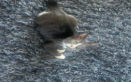 Mixed Breed cats for sale: 2 male 2 female kittens - Image 2