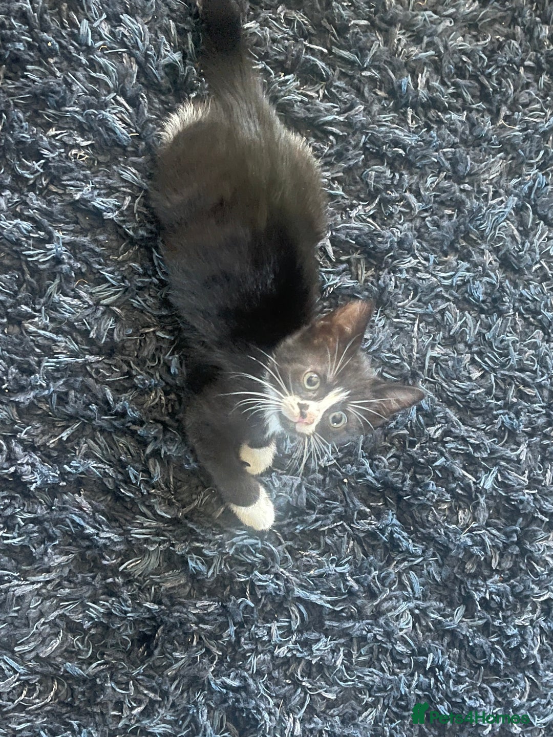 Mixed Breed cats for sale: 2 male 2 female kittens - Image 2