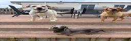 Miniature Dachshund dogs for sale: Charming Chipotle Looking For Forever Home  - Advert 5