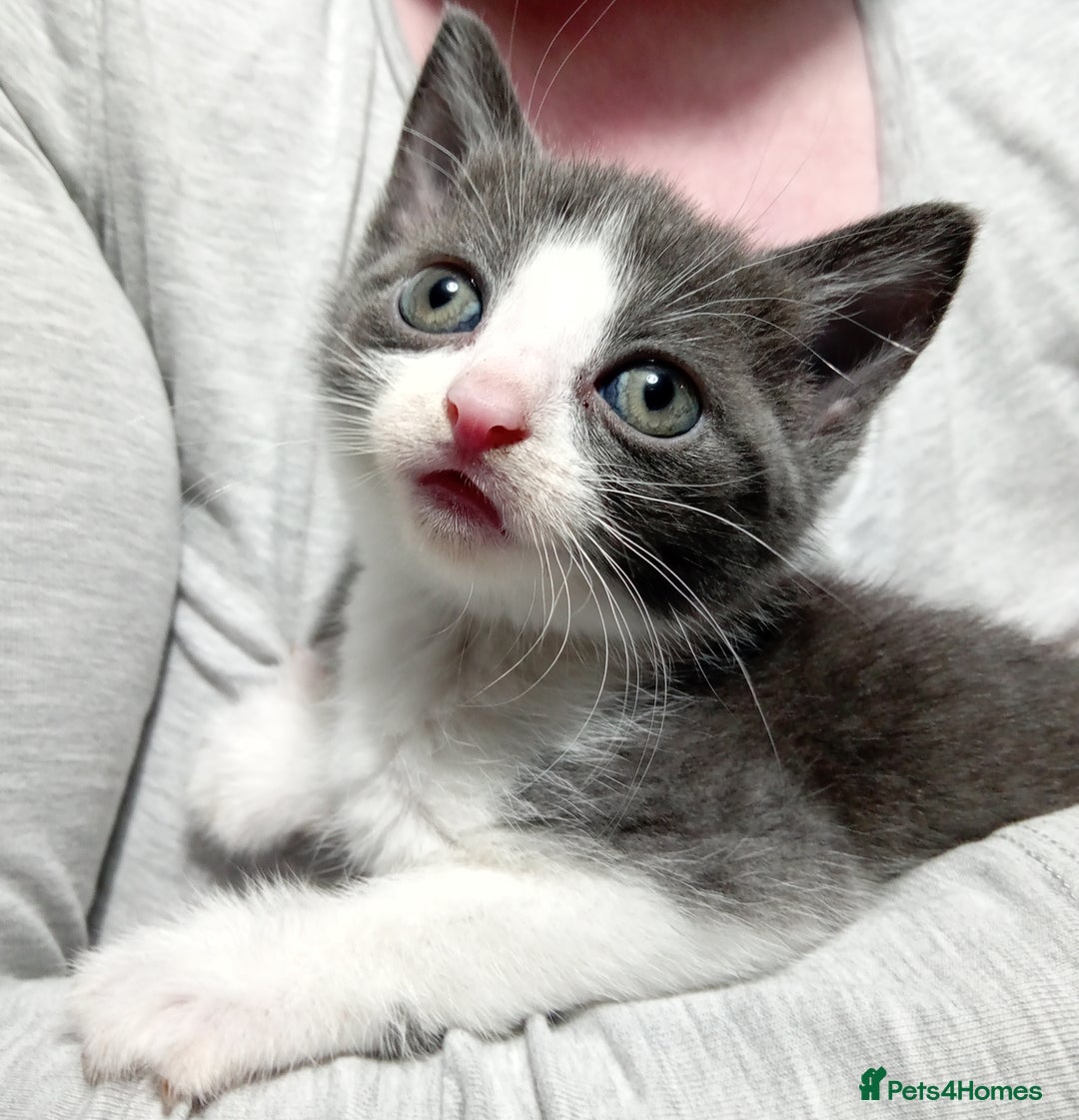 Mixed Breed cats for sale: 3 very loving girls looking for forever homes - Advert 7