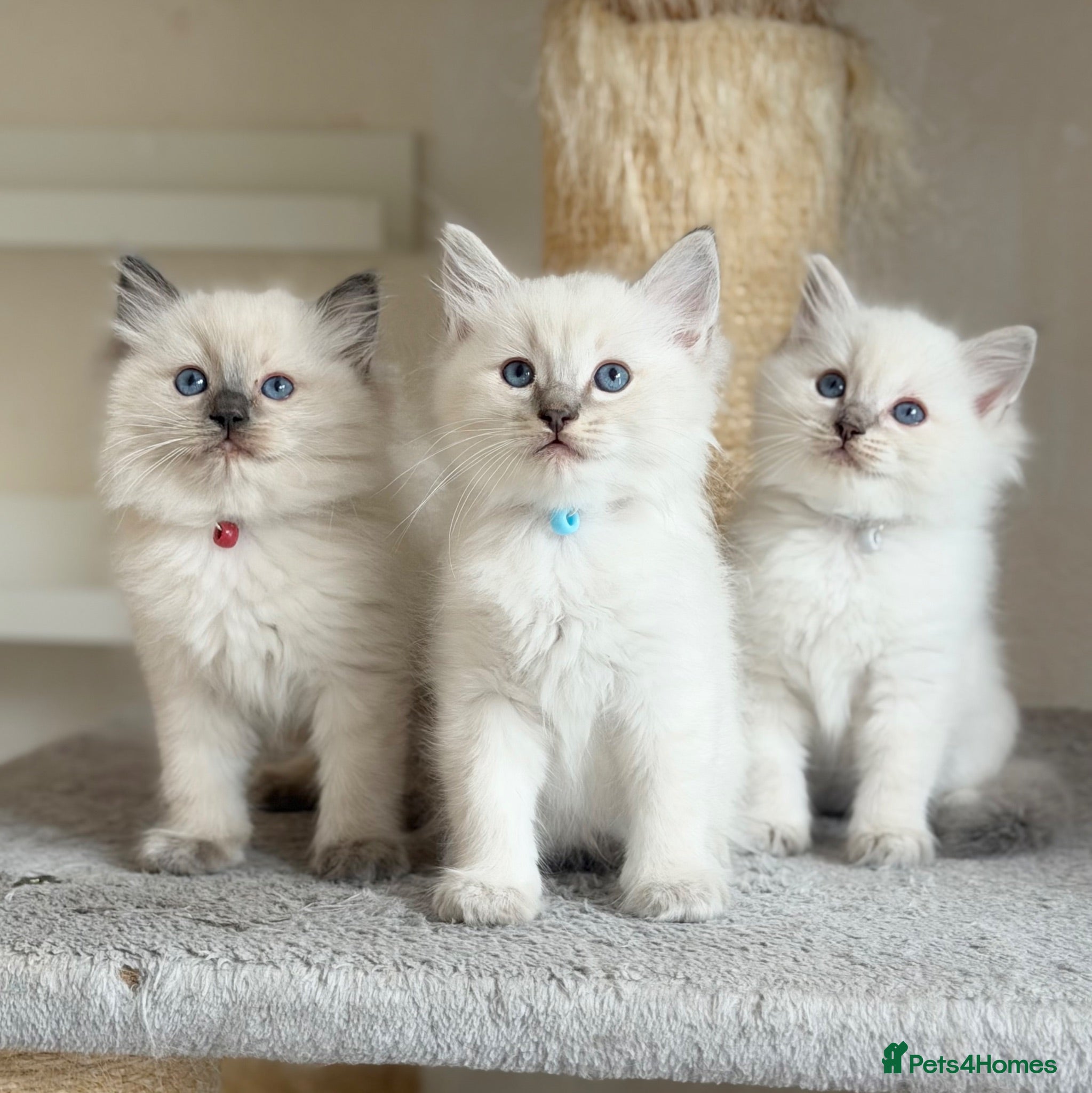 Ragdoll cats TICA Registered - Affectionate, Fluffy, Cuddly - Advert 2