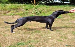 Lurcher dogs for stud: 🌟 Lurcher Stud Available 🌟  - Image 4