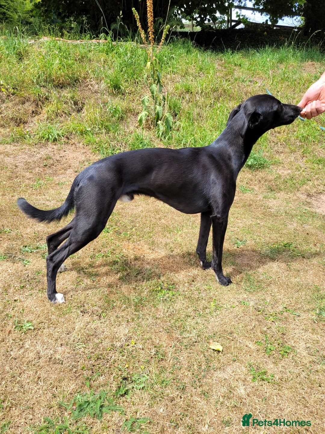 Lurcher dogs for stud: 🌟 Lurcher Stud Available 🌟  - Image 4