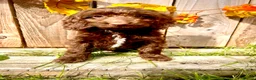 Sproodle dogs for sale: Beautiful F1  Sproodle Chocolate  Puppies Boys ! - Advert 22