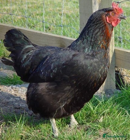 Chickens poultry Chickens for sale - variety of colours - Advert 2