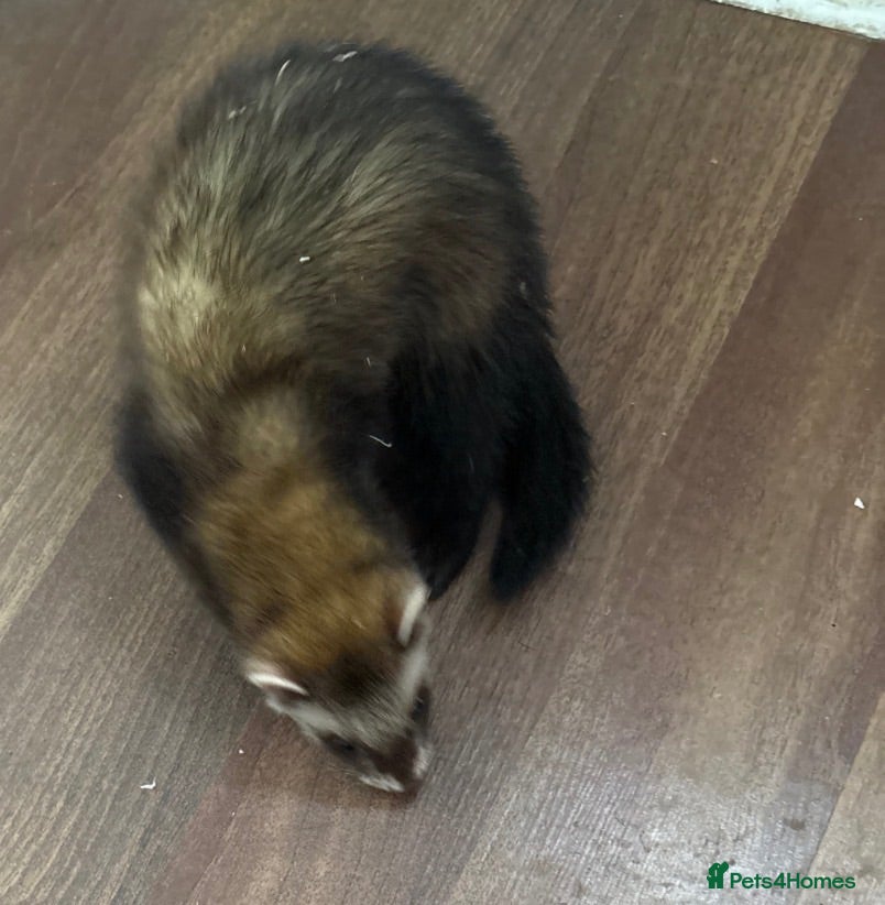 Ferret rodents Polecat one Jill left  - Advert 16