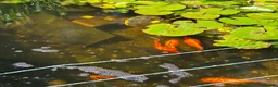 Goldfish fish for sale: Pond Goldfish  - Advert 2