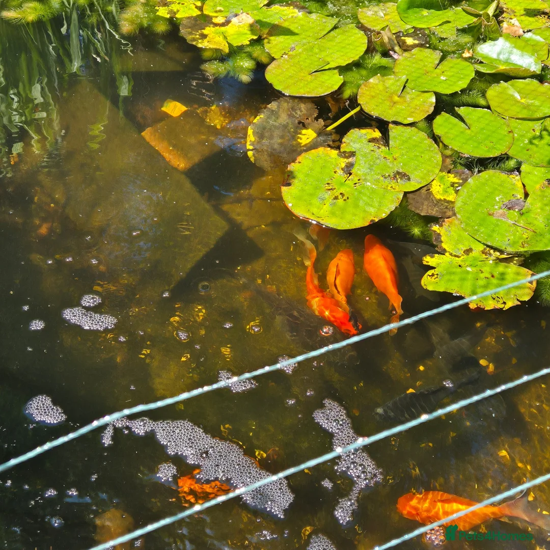 Goldfish fish for sale: Pond Goldfish  - Advert 2