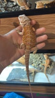 Bearded Dragon reptiles 🔥Last clutch🔥 Baby bearded dragons 🔥2 Left 🔥 - Advert 6