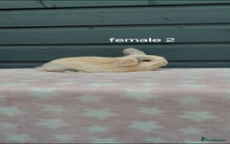 Mini Lop rabbits for sale: Male and female mini lops  - Image 13