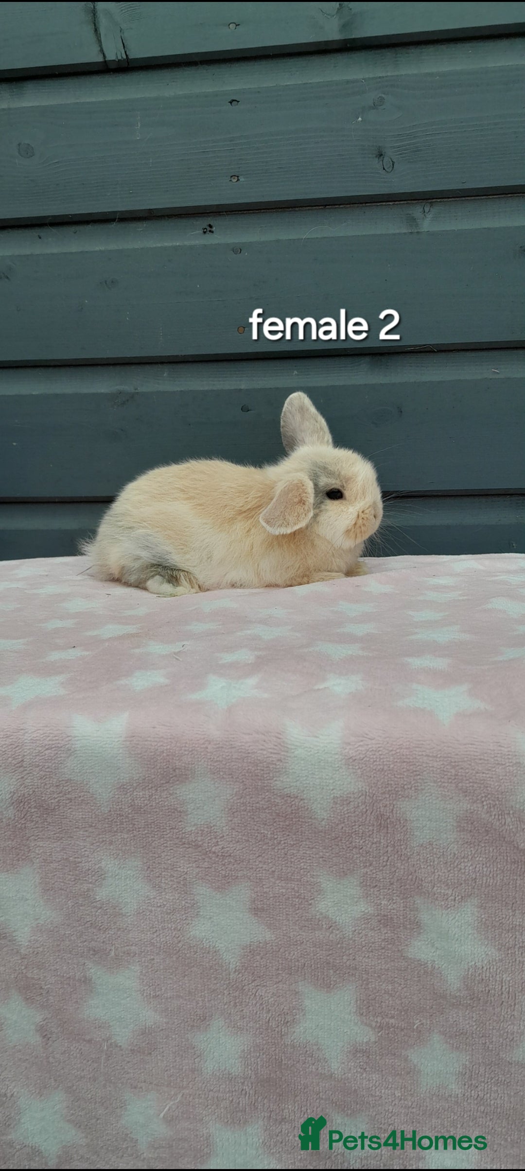 Mini Lop rabbits for sale: Male and female mini lops  - Image 13