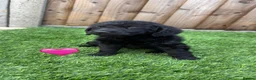 Labradoodle dogs for sale: Labradoodle  - Advert 5