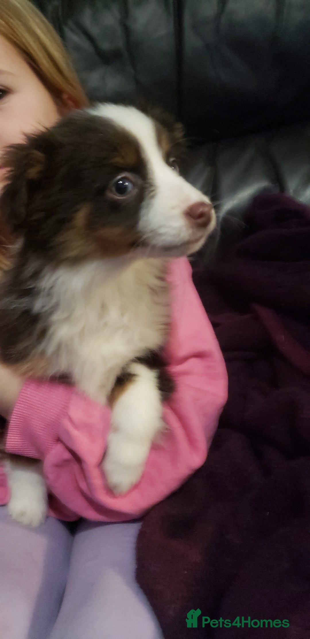 Australian Shepherd dogs for sale: Miniature Australian Shepherds ASDRegistered - Advert 10