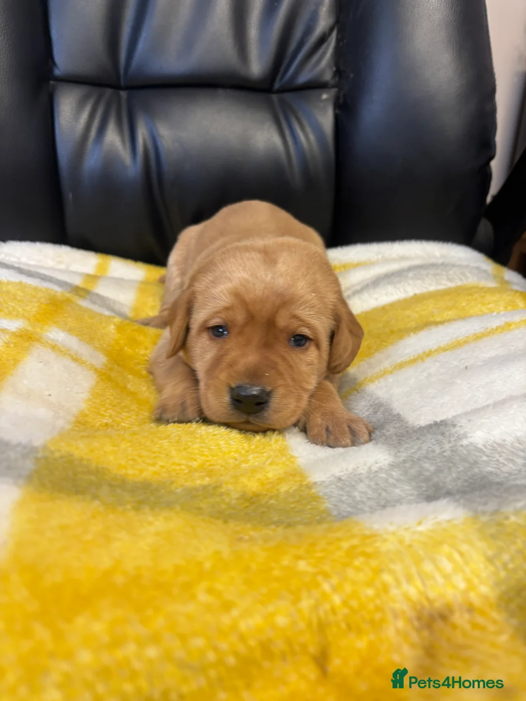 Labrador Retriever dogs for sale: KC Dark yellow Labrador pups  - Advert 9