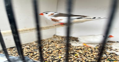 Finches birds - Advert 14
