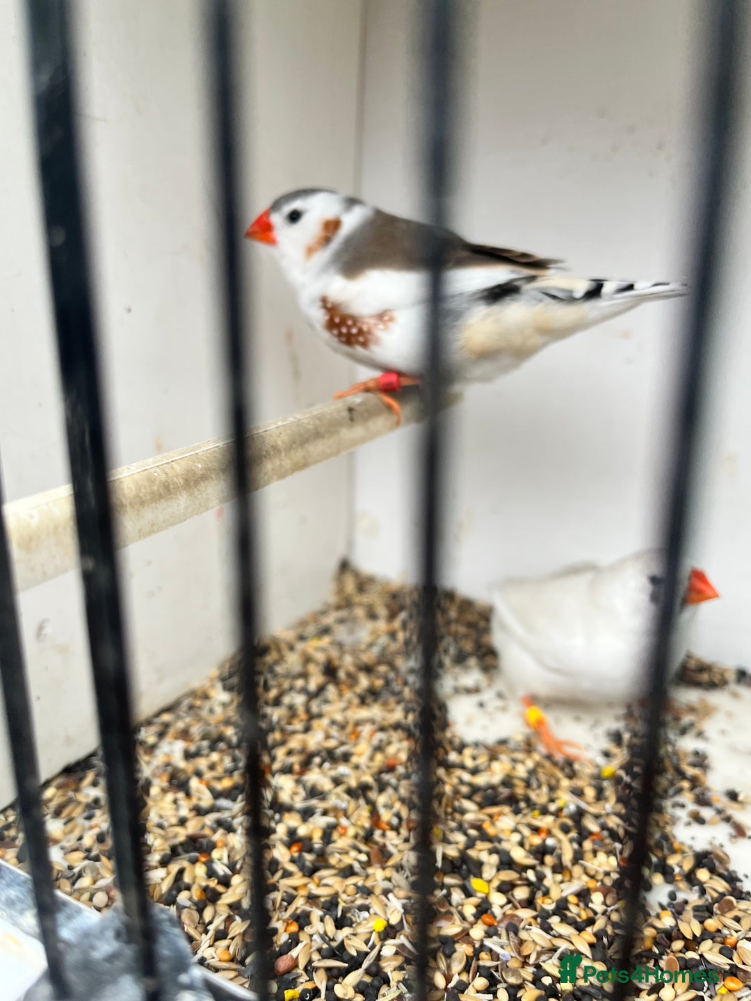 Finches birds for sale: Star zebra finch bengalese and canaries  - Image 3