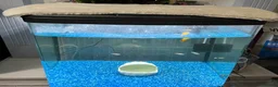 Other/Mixed Breed fish for sale: Complete Established 90L Setup & Healthy Community in Stevenage - Advert 3