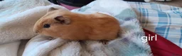 Guinea Pig rodents for sale: Guinea pigs 6 weeks  - Advert 3