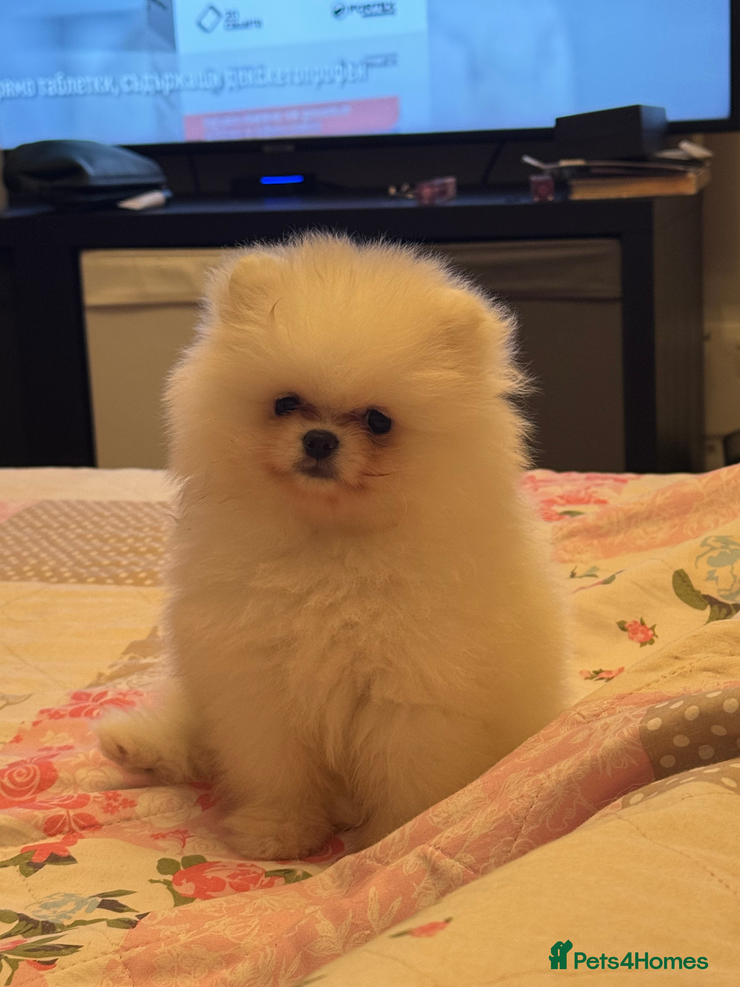 Pomeranian dogs Tiny white Pomeranian puppy  - Advert 8