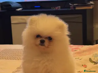 Pomeranian dogs Tiny white Pomeranian puppy - Advert 8