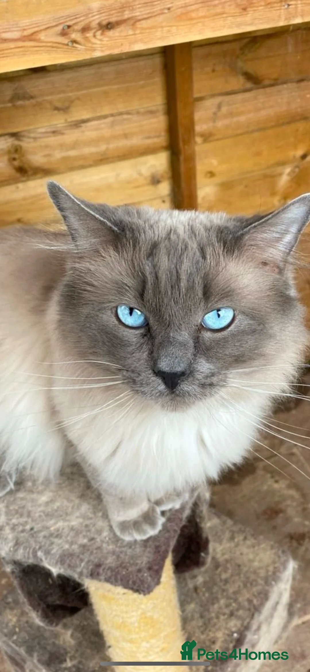 Ragdoll cats for stud: Champion bloodline active TICA&GCCF Ragdoll stud  in Pontypridd - Advert 8