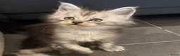 Maine Coon cats for sale: Maine coons  - Advert 12