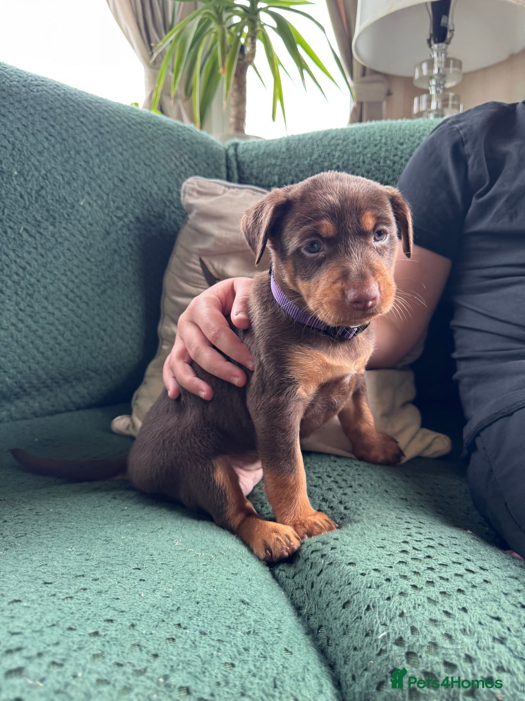 Australian Kelpie dogs for sale: Australian Kelpie Puppies WKC Registered - Image 18