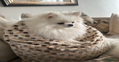 Pomeranian dogs Outstanding champion bloodline KC reg puppies  - Advert 2