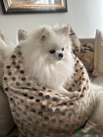 Pomeranian dogs Outstanding champion bloodline KC reg puppies - Advert 7