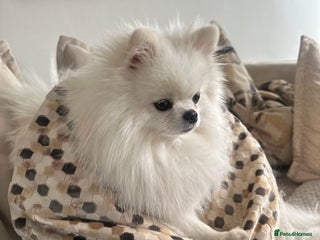 Pomeranian dogs Outstanding champion bloodline KC reg puppies - Advert 11