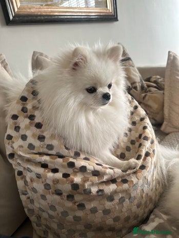 Pomeranian dogs Outstanding champion bloodline KC reg puppies - Advert 3