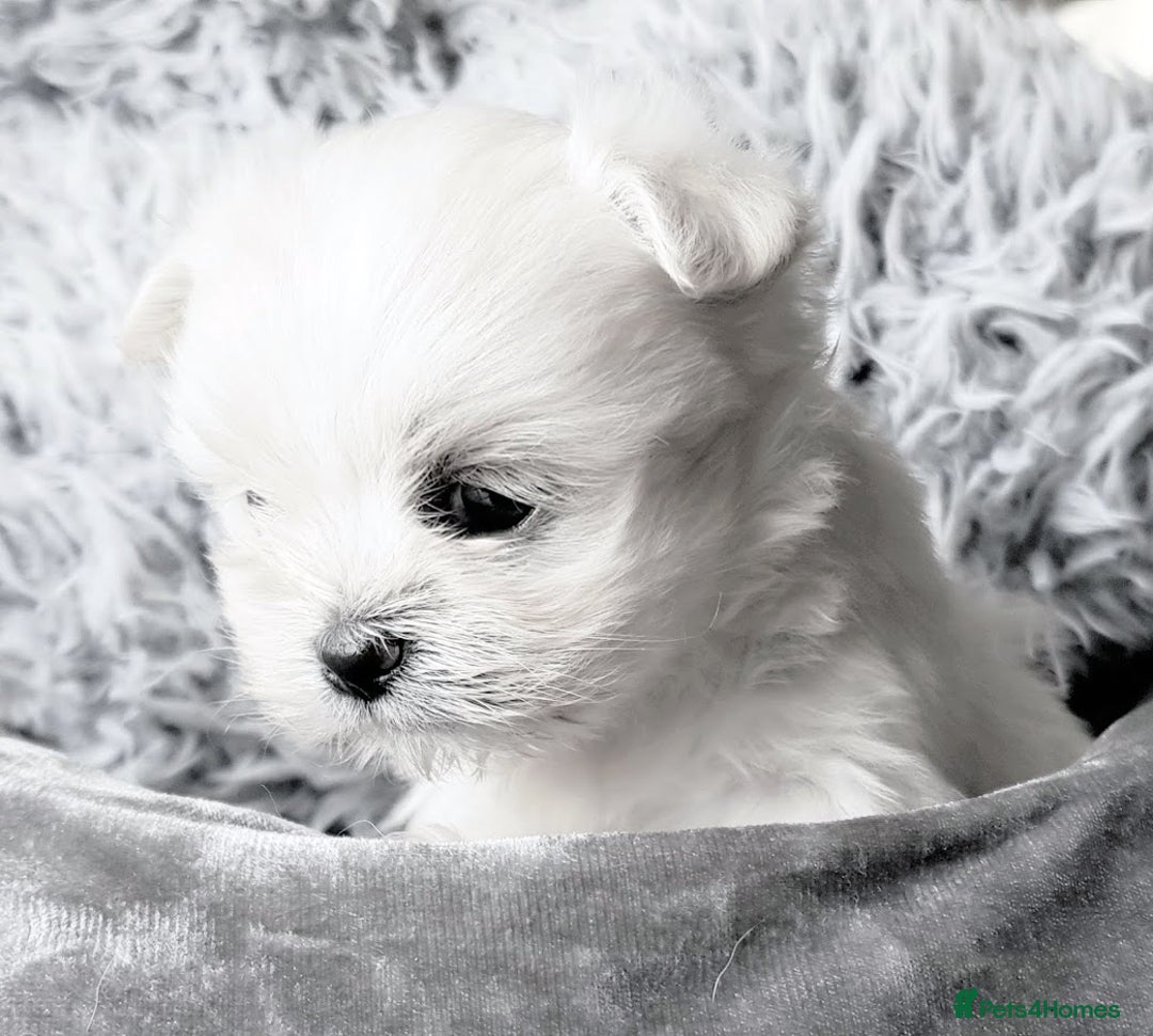 Maltese dogs for sale: K C registered Maltese Puppies - Advert 7