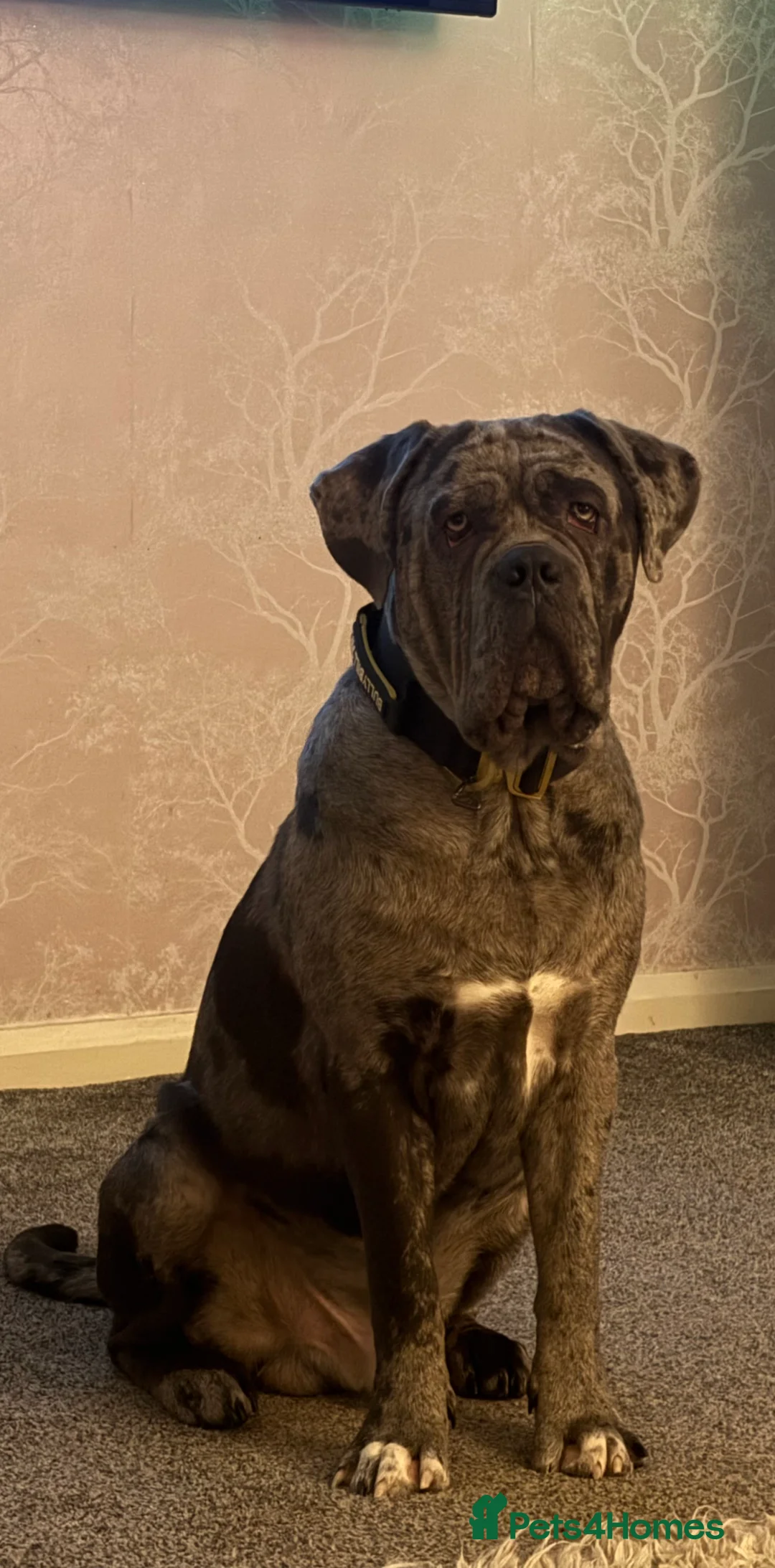 Cane Corso dogs for stud: Zues  in Bedlington - Advert 3