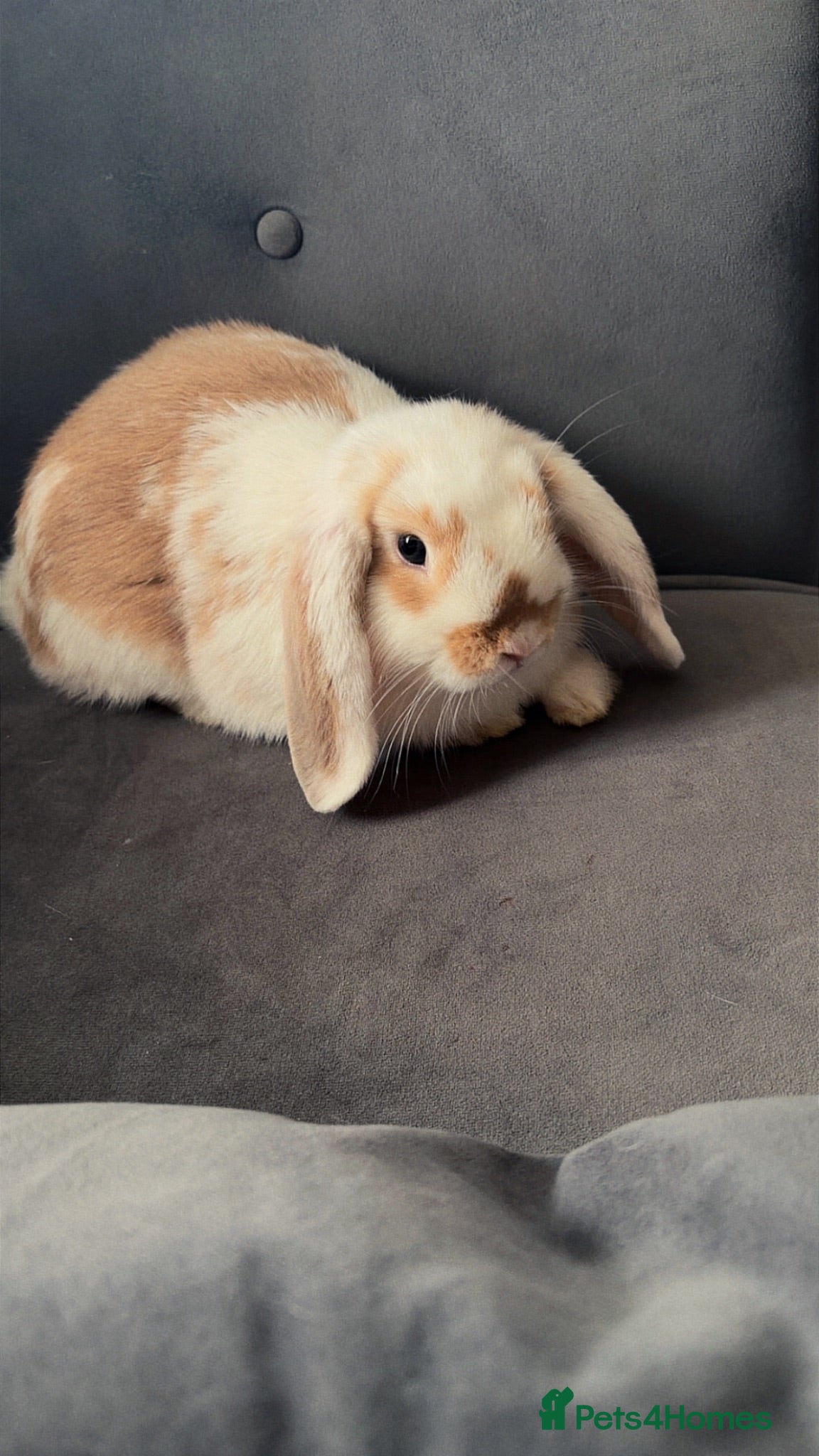 English Lop rabbits Rabbit with cage ect - Advert 4