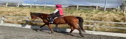 English Thoroughbred horses for sale: Stunning Thoroughbred 16.3 bay mare - Advert 3