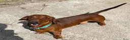 Dachshund dogs for stud: QUALITY KC REG STANDARD SMOOTH DACHSHUND  in Lancaster - Advert 2