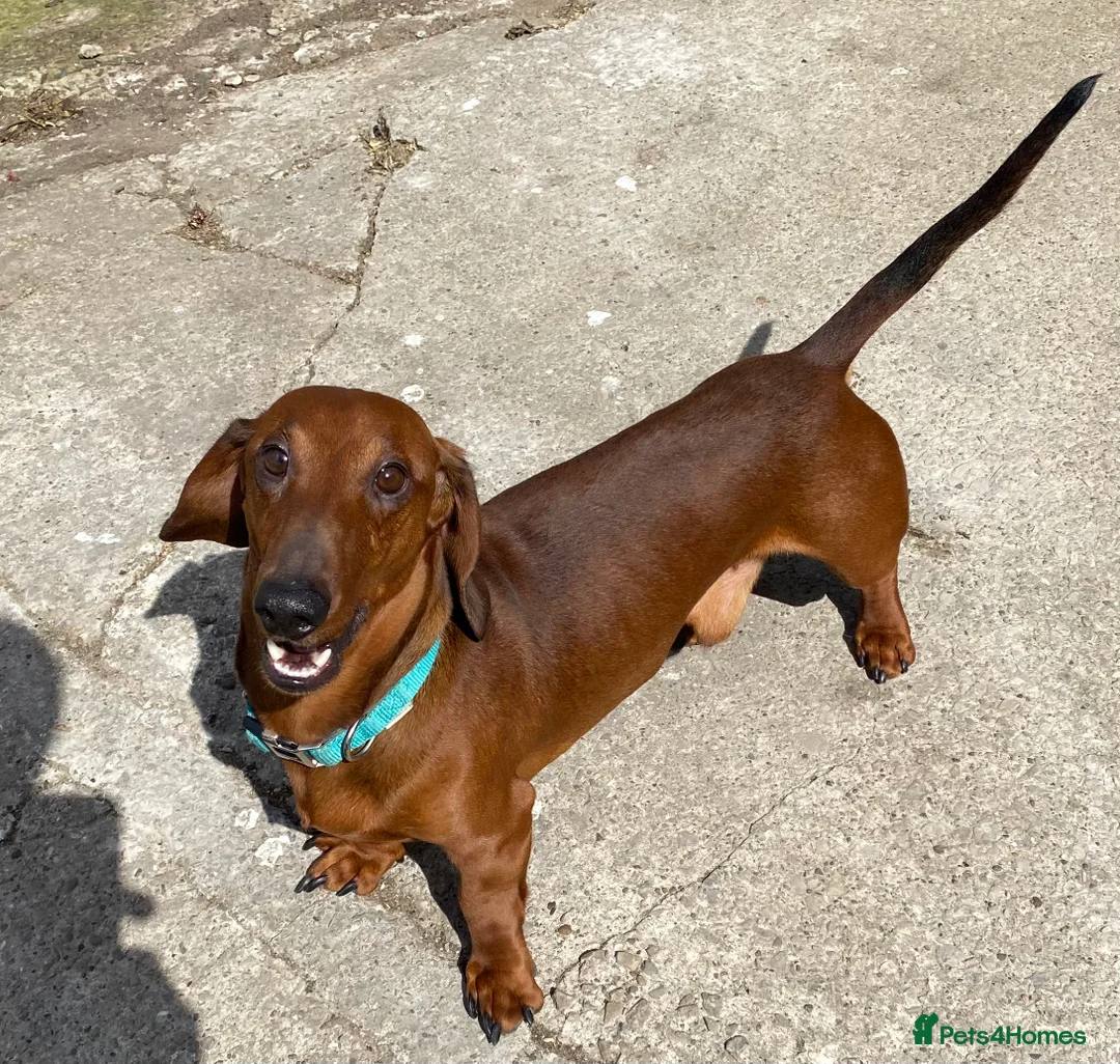 Dachshund dogs for stud: QUALITY KC REG STANDARD SMOOTH DACHSHUND  in Lancaster - Advert 2